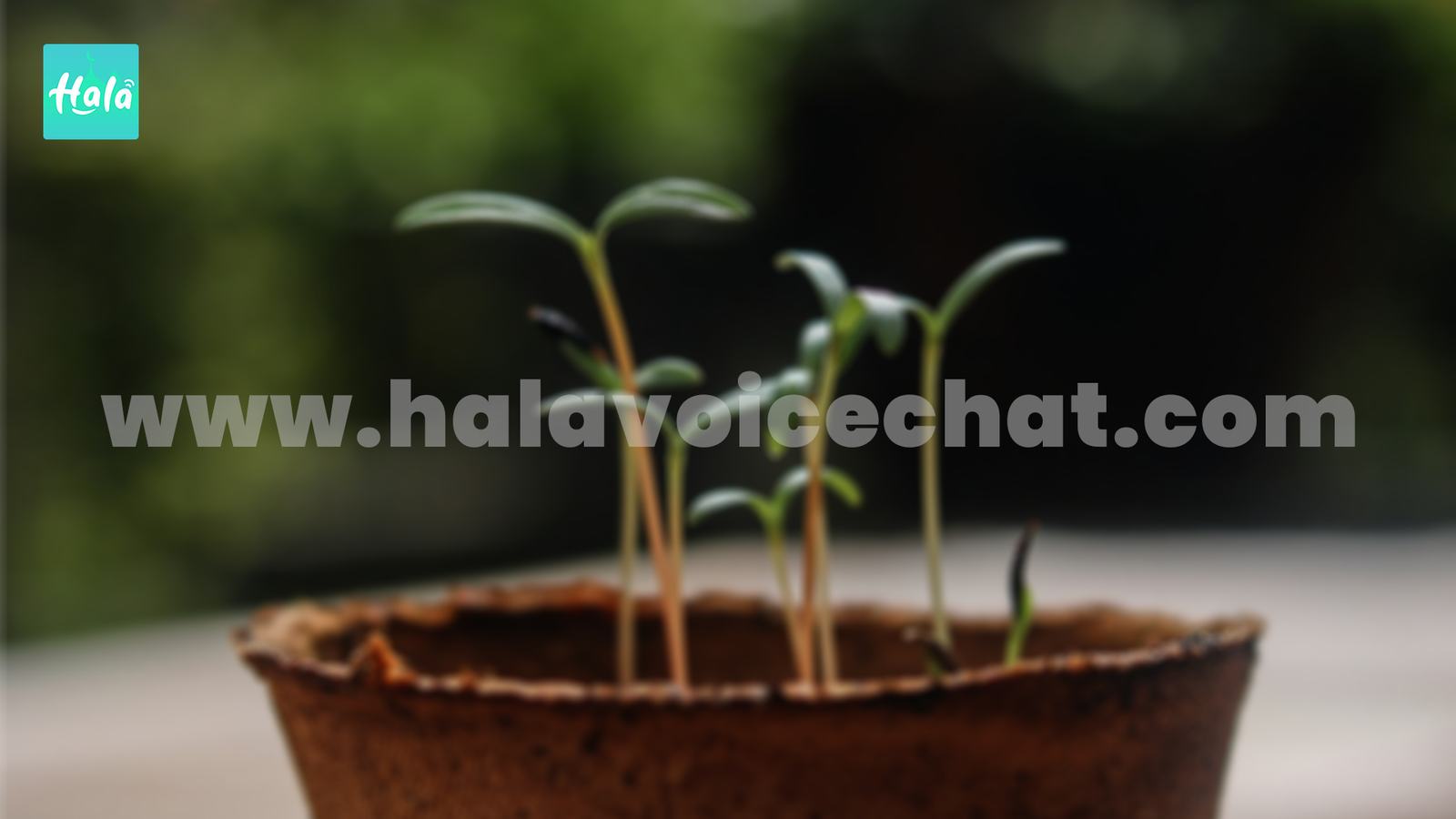 Three Signs of Growth as Hala Live Hosts